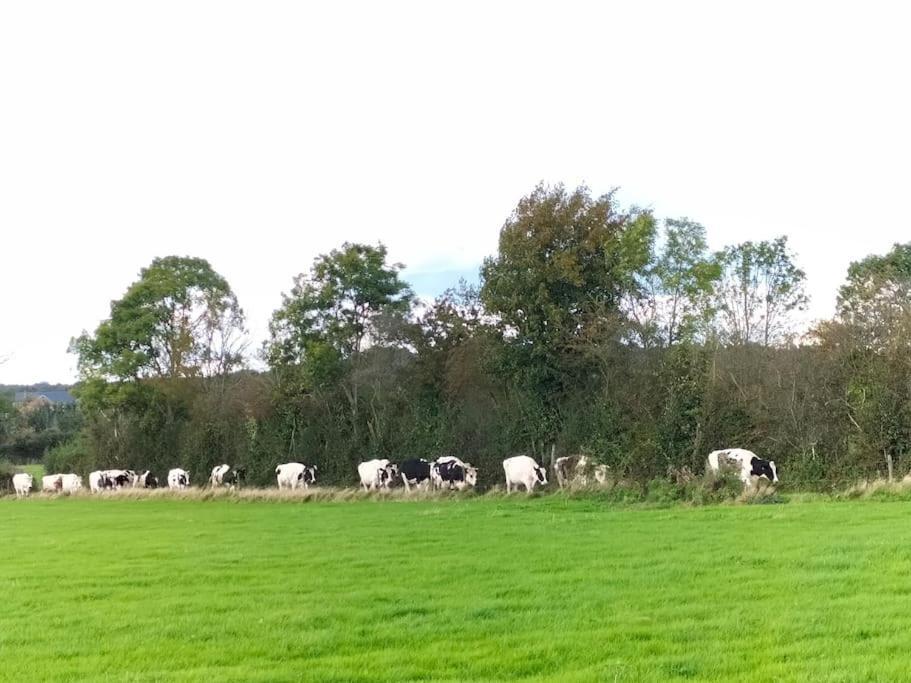 Gite La Dame Au Lit Gite A La Ferme Momignies Exteriér fotografie